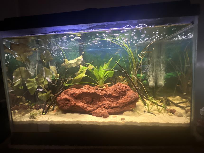 Rated #13: 20 Gallons Planted Tank - 20 Tall Planted Tank
