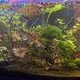 60 gallons planted tank (mostly live plants and fish) - This is my first ever tank and I still have a lot to learn, and a lot to get the hang of (especially not over feeding as you can see with the snails.) The tank is about three months old at this point, and I still can't help but zone out and watch it for hours sometimes. CO2 really made everything explode and my cheap nicecrew light is treating me very well! I'm really proud of this and hope it looks as nice for you as it does to me! I can't wait to see this tank grow out even more and set up my next planted tank! kuhlis and shrimp have been my absolute favorite additions so far!