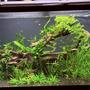 90 gallons freshwater fish tank (mostly fish and non-living decorations) - 90 G freshwater planted