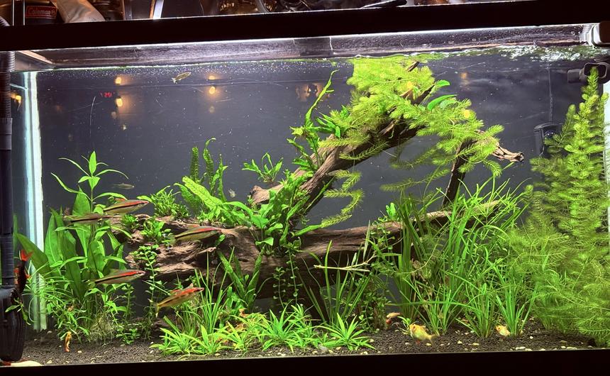 Rated #4: 90 Gallons Planted Tank - 90g planet