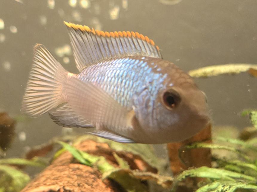 Rated #13: Freshwater Fish Stocking In 50 Gallons Tank - My EBA