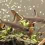 fish tank picture - Bala sharks
