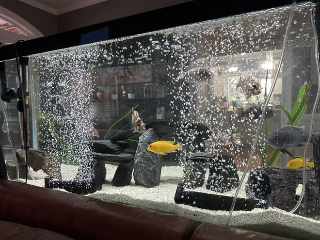 75 gallons freshwater fish tank (mostly fish and non-living decorations) - My Africans.