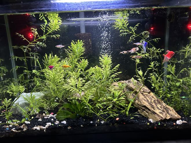 20 gallons planted tank (mostly live plants and fish) - My tank