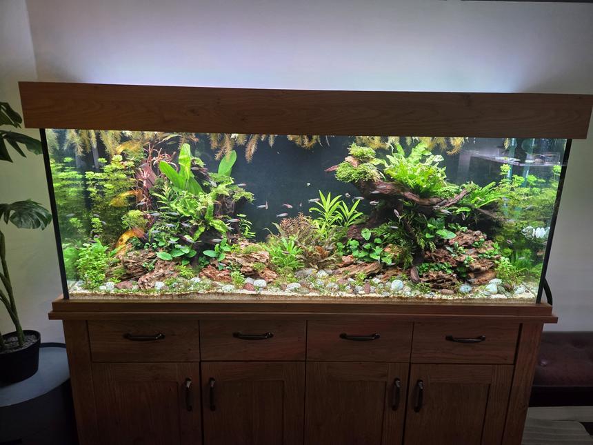 Rated #1: 80 Gallons Planted Tank - 83 gallon (315 litre) - 1.5 months in