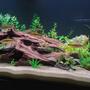 90 gallons freshwater fish tank (mostly fish and non-living decorations) - Living