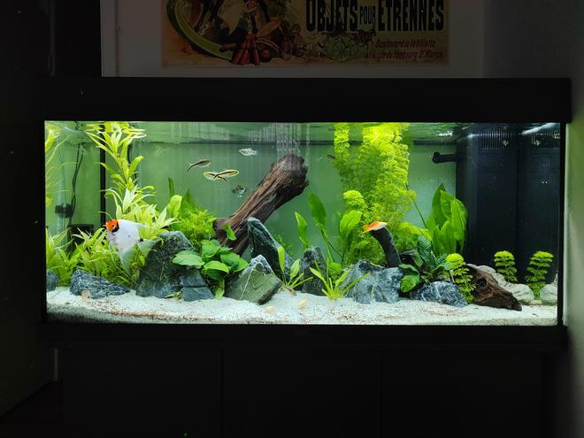 35 gallons planted tank (mostly live plants and fish) - 180 litre Planted Tank