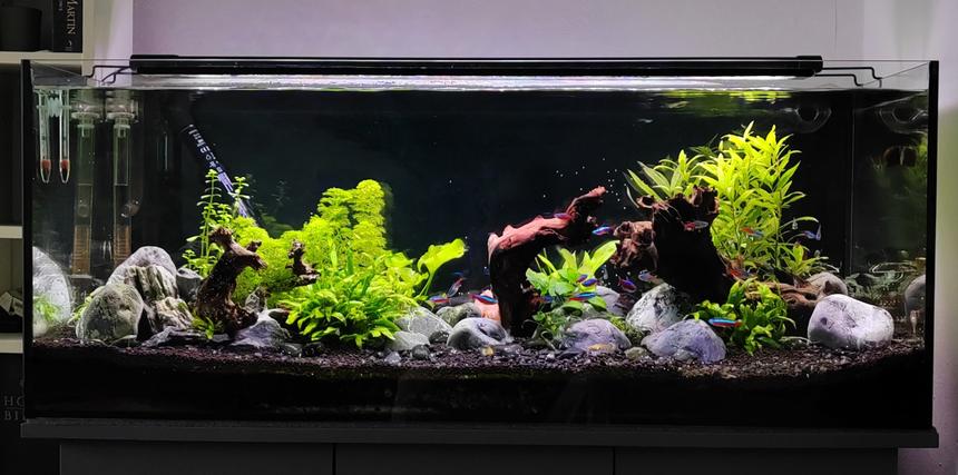 Rated #1: 40 Gallons Planted Tank - Full tank all live plants