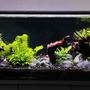 40 gallons planted tank (mostly live plants and fish) - Full tank