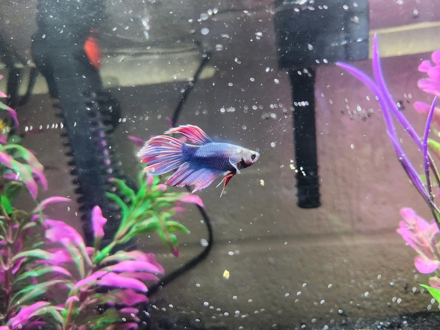 Rated #1: Freshwater Fish Stocking In 6 Gallons Tank - My 5.5 gallon tank, home to my Veiltail Betta