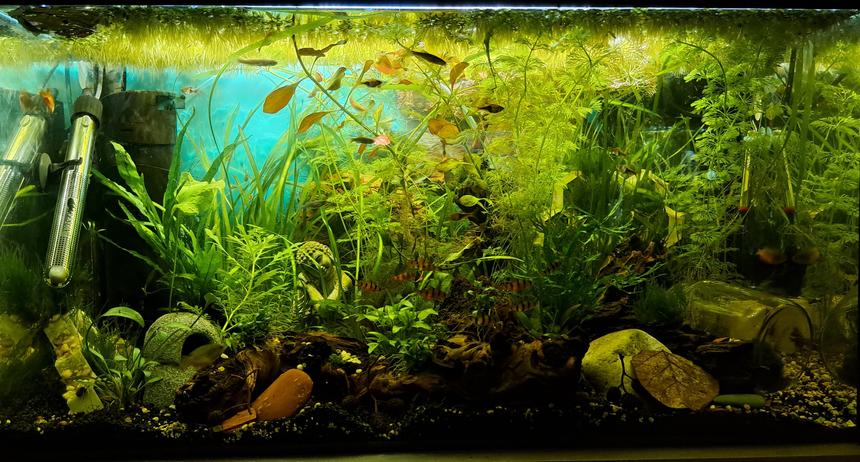 Rated #1: 25 Gallons Planted Tank - 25g planted SE Asia community