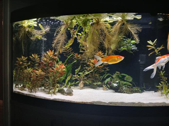 55 gallons planted tank (mostly live plants and fish) - Goldfish love uprooting my plants lol