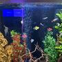 100 gallons freshwater fish tank (mostly fish and non-living decorations) - My 100 gallon fresh water
