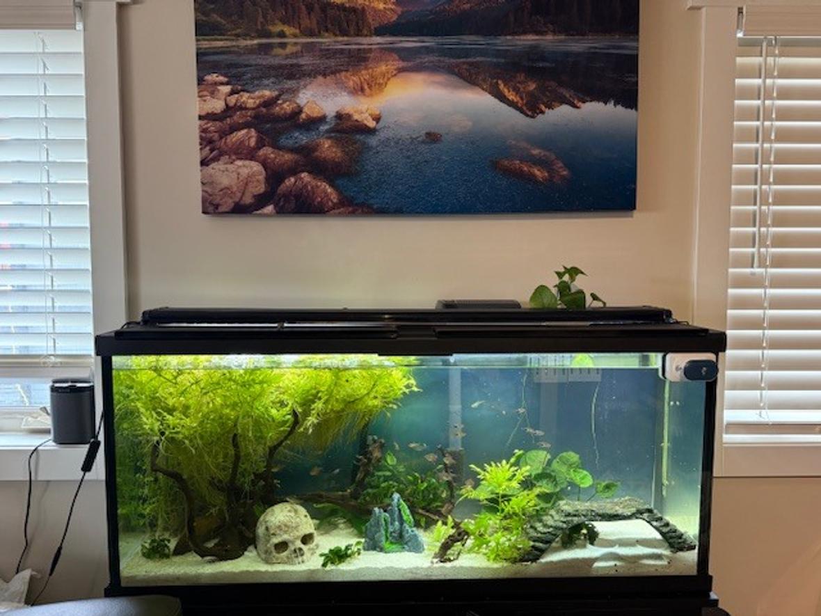 55 gallons freshwater fish tank (mostly fish and non-living decorations) - Our fish tank habitat