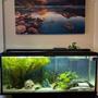 55 gallons freshwater fish tank (mostly fish and non-living decorations) - Our fish tank habitat