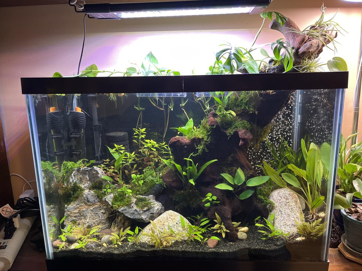 20 gallons planted tank (mostly live plants and fish) - Tank's still cycling so fish coming soon.
