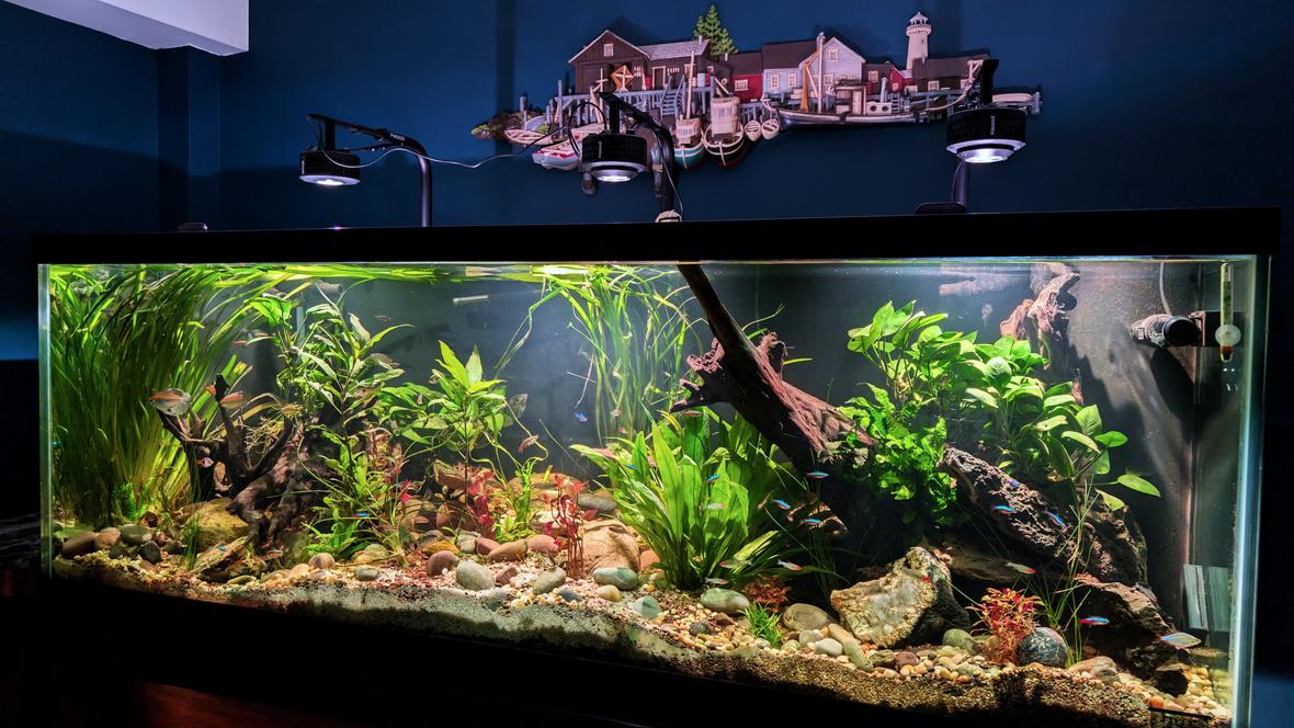 180 gallons planted tank (mostly live plants and fish) - 180-gallon planted riverbed aquarium with 70+ tetras.