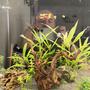 12 gallons planted tank (mostly live plants and fish) - Planted tank