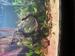 view more best photos of variety 30 gallons tanks 