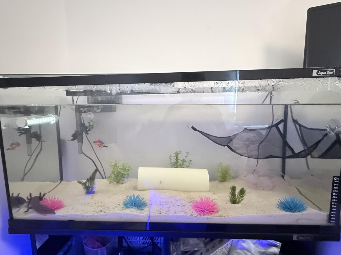34 gallons freshwater fish tank (mostly fish and non-living decorations) - First ever axolotl