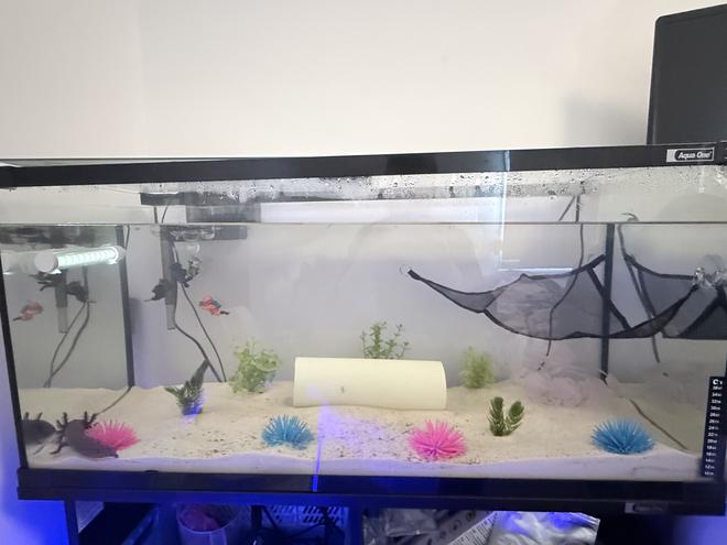 34 gallons freshwater fish tank (mostly fish and non-living decorations) - First ever axolotl