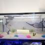 34 gallons freshwater fish tank (mostly fish and non-living decorations) - First ever axolotl