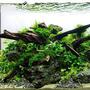 fish tank picture - Image1