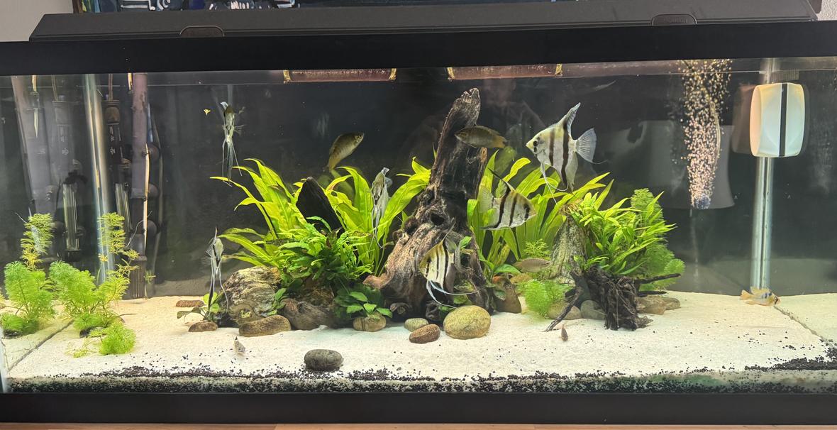 75 gallons planted tank (mostly live plants and fish) - 75 gallon planted community