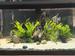 view more best photos of variety 75 gallons tanks 