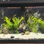 75 gallons planted tank (mostly live plants and fish) - 75 gallon planted community