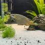 fish tank picture - Paradise fish not fully colored up