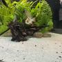 fish tank picture - German blue ram