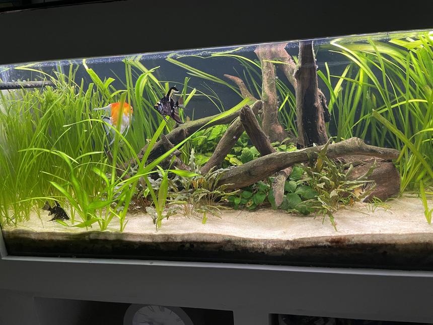 Rated #2: 52 Gallons Planted Tank - Main tank
