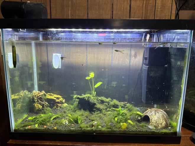 20 gallons planted tank (mostly live plants and fish) - Full tank. Filter is running. Just on low.