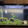 20 gallons planted tank (mostly live plants and fish) - Full tank. Filter is running. Just on low.
