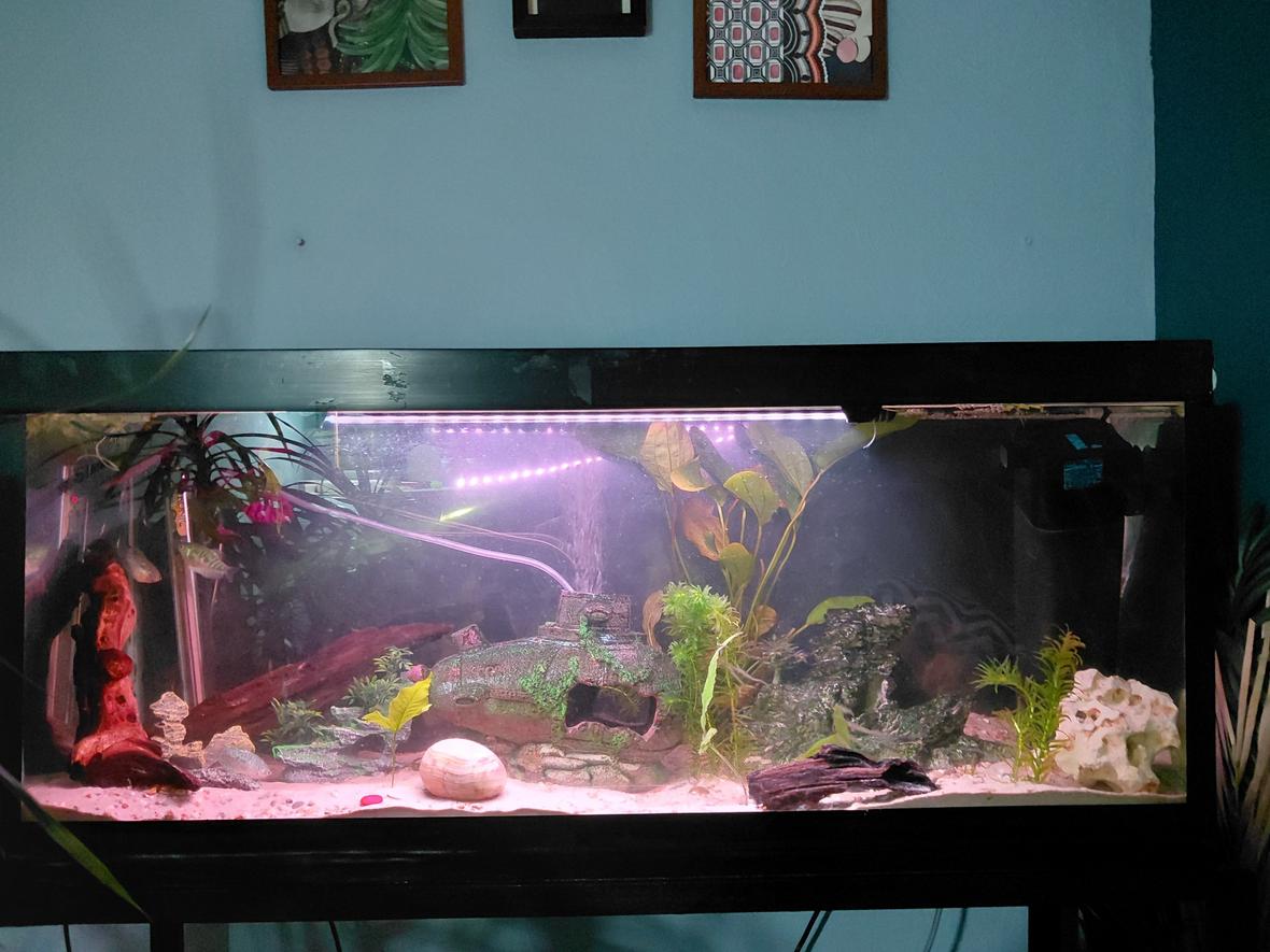 30 gallons freshwater fish tank (mostly fish and non-living decorations) - My 90 liter tank