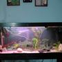 30 gallons freshwater fish tank (mostly fish and non-living decorations) - My 90 liter tank