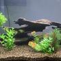 29 gallons freshwater fish tank (mostly fish and non-living decorations) - My 29 gallon.
