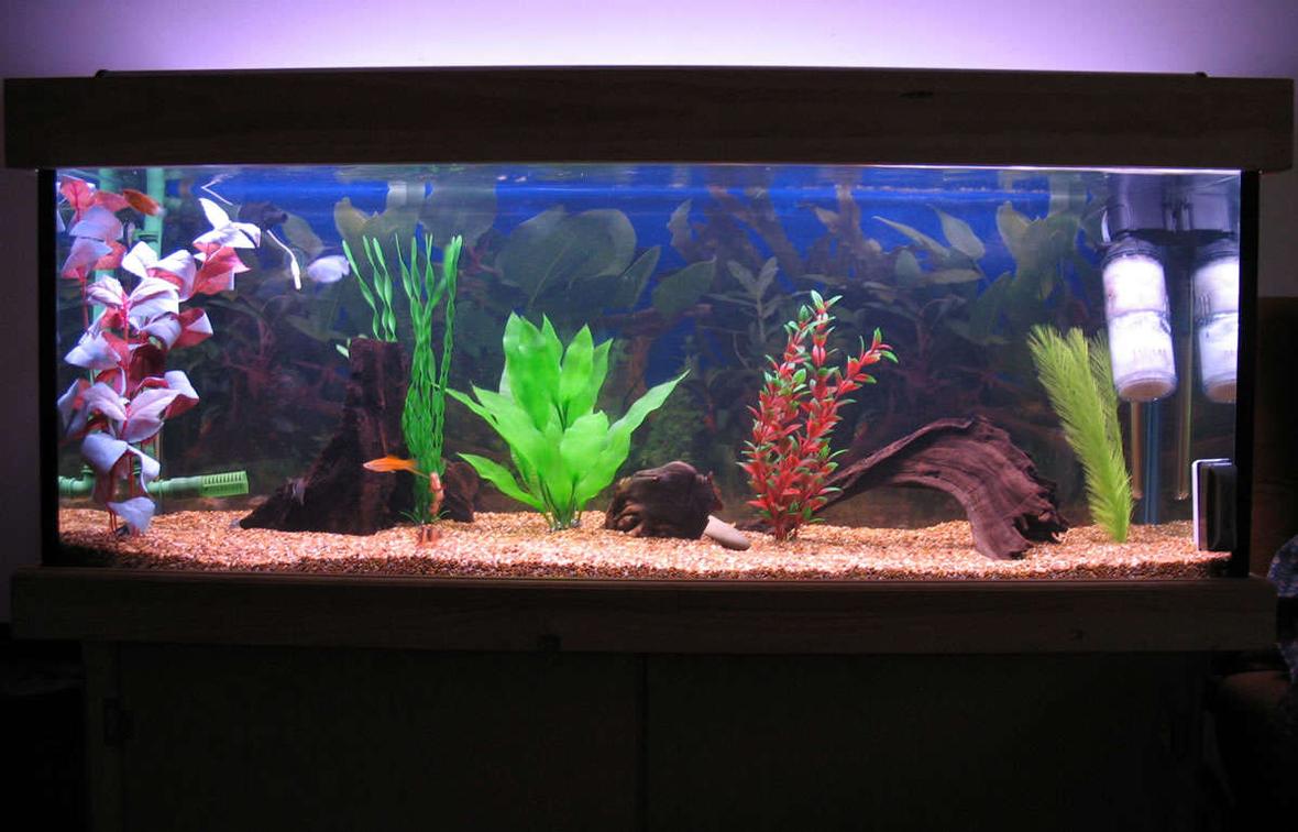 55 gallons freshwater fish tank (mostly fish and non-living decorations) - Full tank Shot