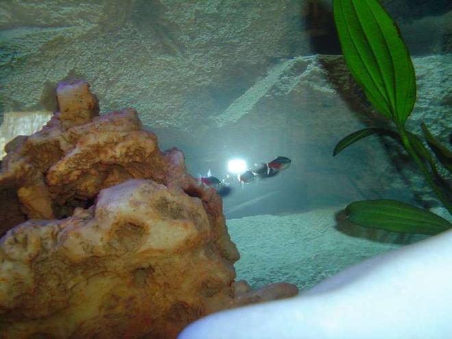 freshwater fish - paracheirodon innesi - neon tetra stocking in 25 gallons tank - Three of my neon tetra