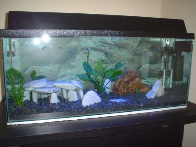 25 gallons freshwater fish tank (mostly fish and non-living decorations) - 30 gal
