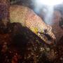 saltwater fish - muraena pardalis - dragon moray eel stocking in 25 gallons tank - Hawaiian Fire Dragon Eel
