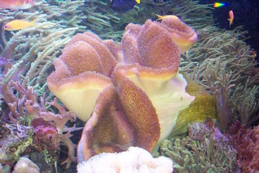 Rated #36: Corals Inverts - Sarcophyton Elegans - Yellow Fiji Leather Coral Stocking In 25 Gallons Tank - NICE! leather coral with a couple damsels in the way