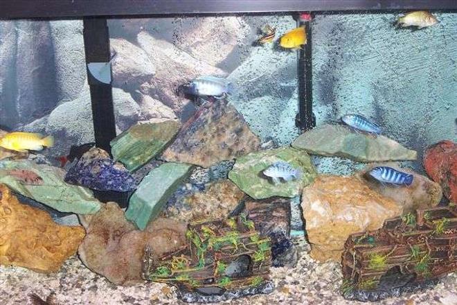 55 gallons freshwater fish tank (mostly fish and non-living decorations) - 55