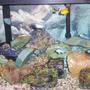 55 gallons freshwater fish tank (mostly fish and non-living decorations) - 55