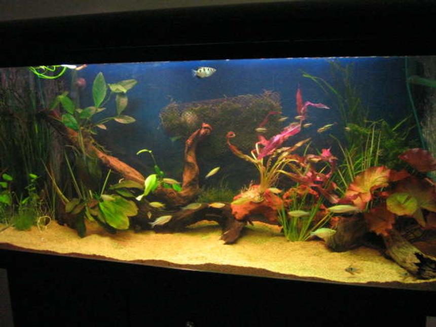 Rated #113: 70 Gallons Planted Tank - natural as possible