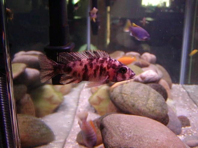 freshwater fish - aulonocara nyassae var. - peacock cichlid, orange blossom stocking in 75 gallons tank - Ob Peacock (orange blotch)