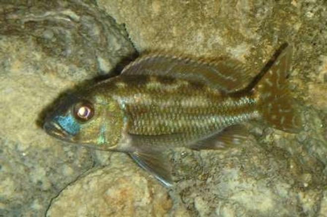 freshwater fish - herotilapia multispinosa - rainbow cichlid stocking in 55 gallons tank - #8