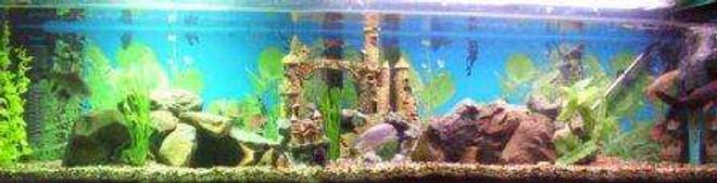 90 gallons freshwater fish tank (mostly fish and non-living decorations) - 2x bala sharks , 1 eal tail catfish , 1 salmon tail catfish , 2x clown loaches , 1 x african chichlid