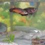 freshwater fish - astronotus ocellatus - tiger oscar stocking in 45 gallons tank - My Oscars